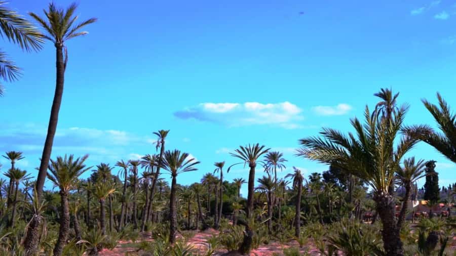 From Casablanca: Day Trip to Marrakech with Camel Ride - Bab Agnaou and Mellah: quick neighborhood glimpses plus short shopping time
