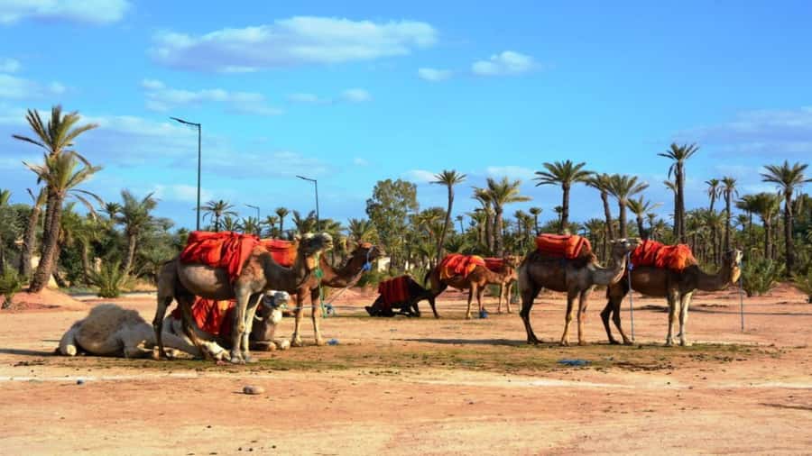 From Casablanca: Day Trip to Marrakech with Camel Ride - Jemaa el-Fnaa at sunset: the UNESCO square you feel in your feet