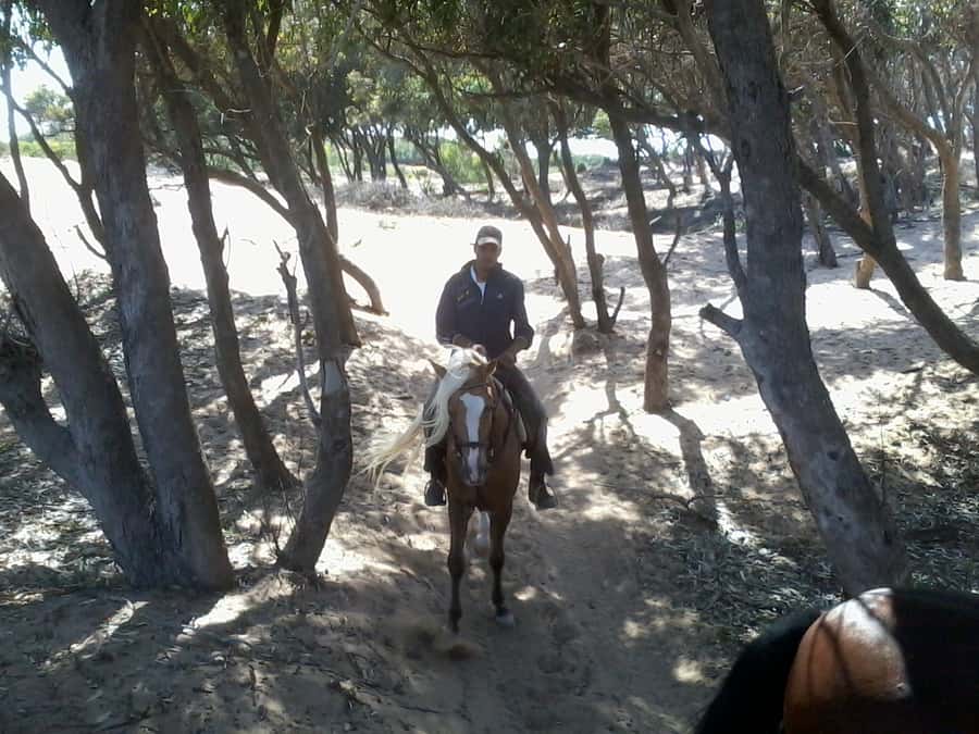 From Essaouira: 1-Hour Horse Ride - Choosing Your Pace on Barb Arabian Horses, With Guidance That Actually Works