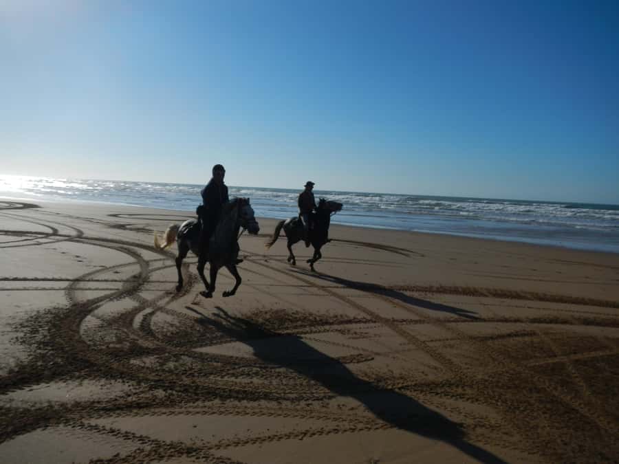 From Essaouira: Scenic Diabat Horseback Ride with Transfer - Arabian-Berber horses and why beginners feel safe