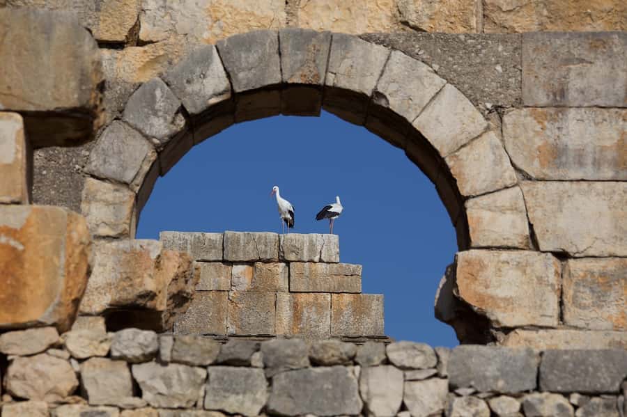 From Fes: Volubilis, Moulay Idriss and Meknes Full-Day Trip - Key highlights to look for