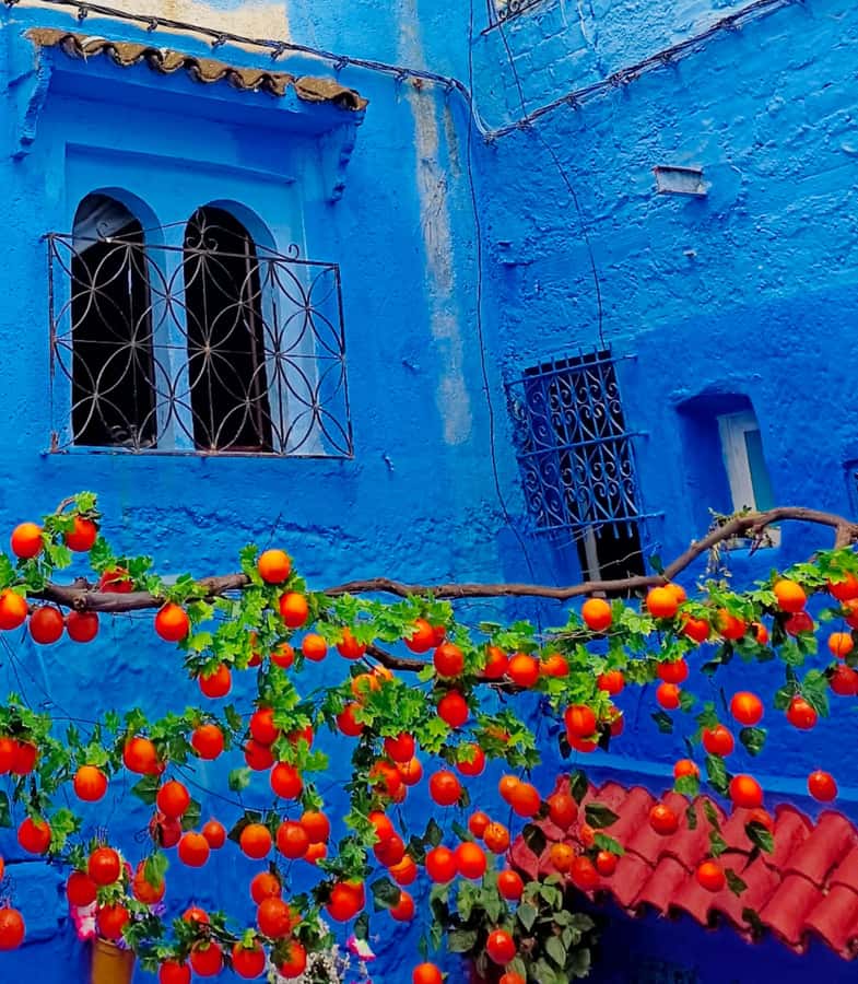 From Fez : Memorable Day Trip to Chefchaouen the Blue City - Who this day trip suits best