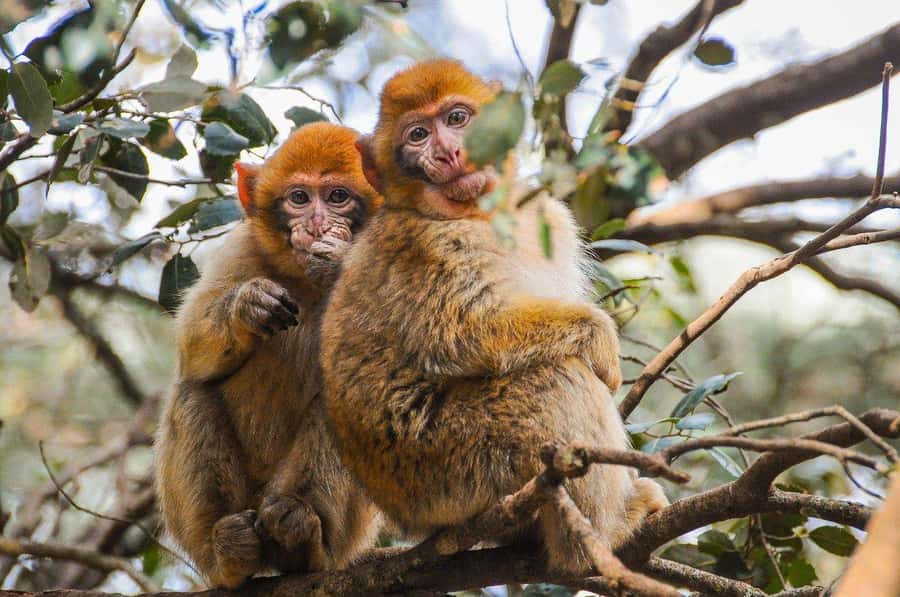 From Fez: Middle Atlas and Monkey Forest Day Trip - Immouzar: cave houses, apple country, and a more local pace