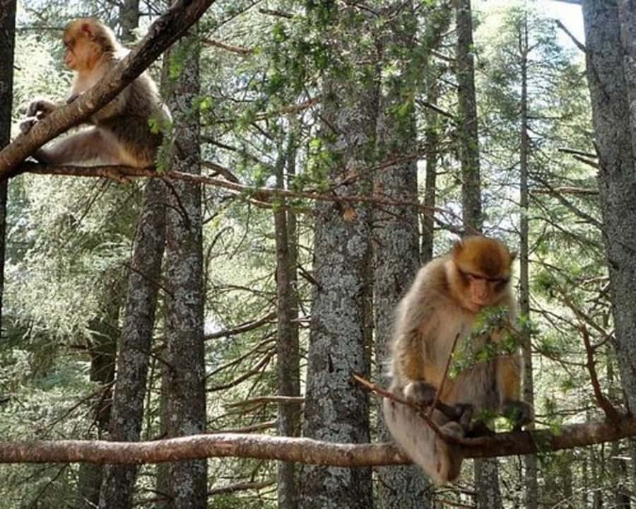 From Fez: Middle Atlas Ifran and Forest of Monkeys Day Trip - Key highlights at a glance