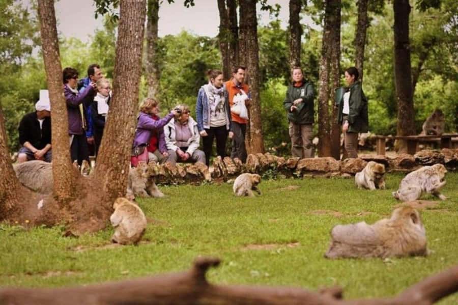 From Fez: Middle Atlas Ifran and Forest of Monkeys Day Trip - The 9-Hour Route: How You Spend Your Day In The Middle Atlas