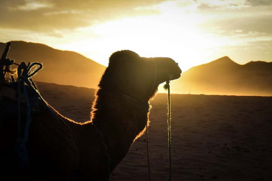 From Marrakech: 2-Day Desert Excursion - Lunch, Ouarzazate, and the film-studio vibe you actually notice