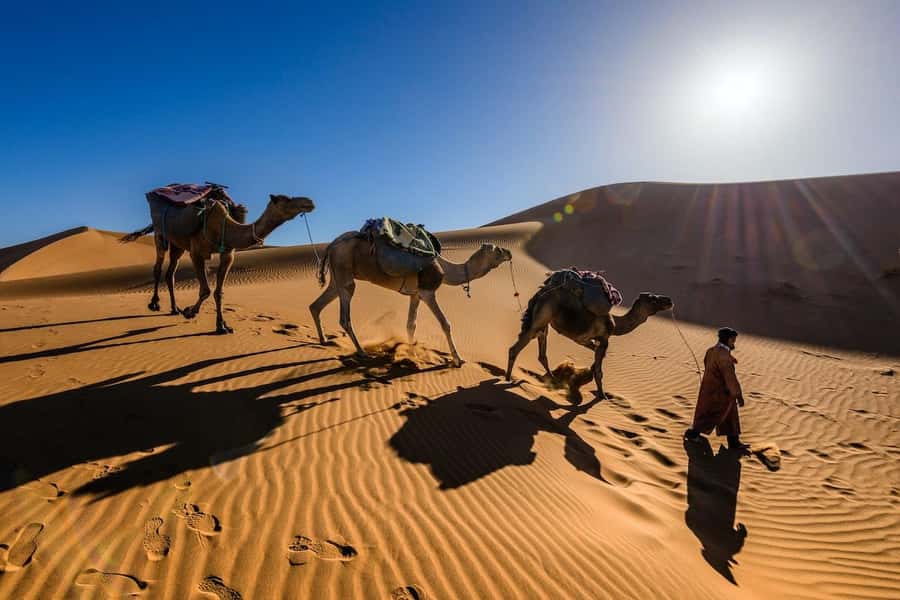 From Marrakech: 3-Day Luxury Desert Tour to Fes via Merzouga - Day 3: Ifrane and Ziz Valley, then a late arrival into Fes