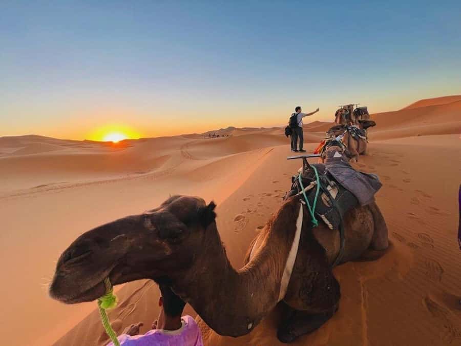 From Marrakech: 3-Day Luxury Desert Tour to Fes via Merzouga - Guide and driver energy: names worth remembering from the feedback