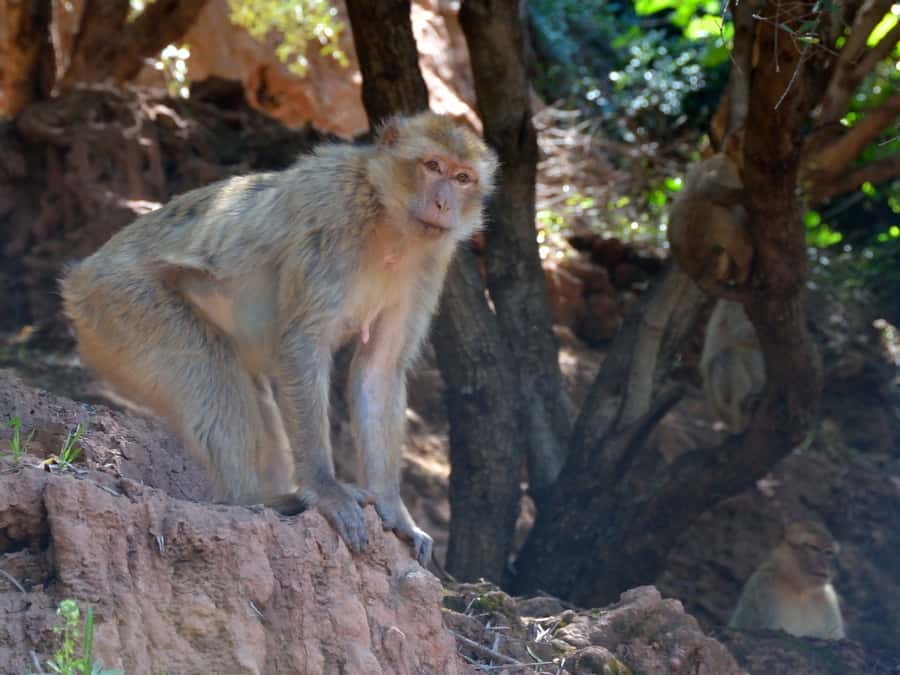 From Marrakech: A day Trip to Ouzoud waterfalls - The road moments that actually help: coffee stop and photo break