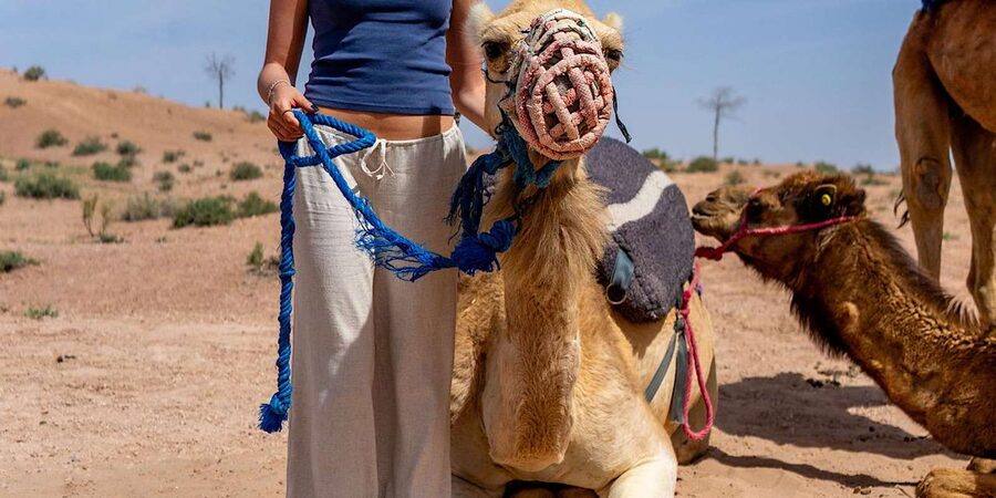 From Marrakech: Agafay Sunset Camel Tour with Dinner & Show - Price and Value for About $27: What You Get for Your Money