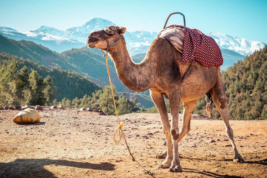 From Marrakech: Atlas Mountains Full-Day Hiking Trip w Lunch - Getting the timing right: the full day schedule and how to plan your energy
