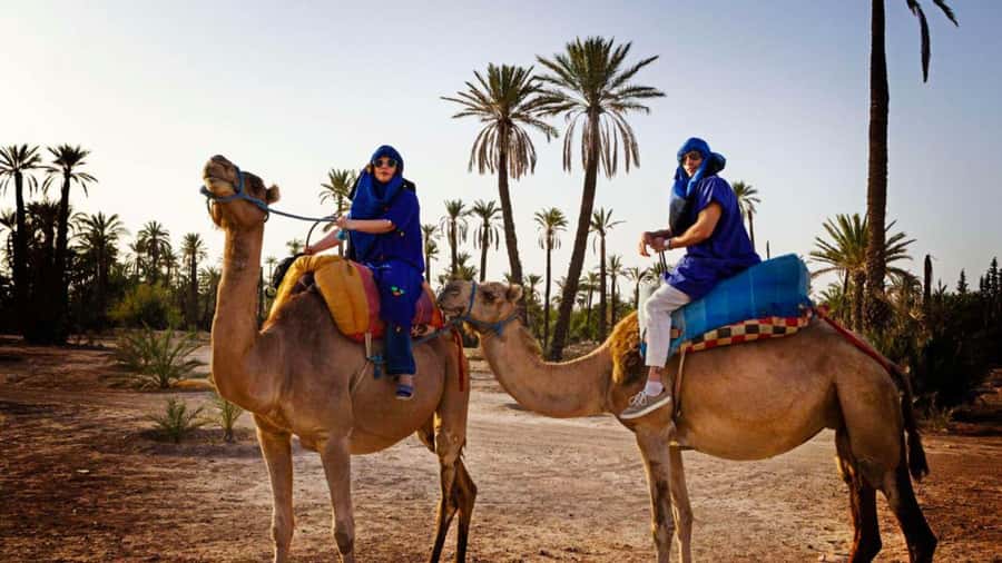 From Marrakech: Camel ride in the oasis palmeraie Grove - Key points to know before you go
