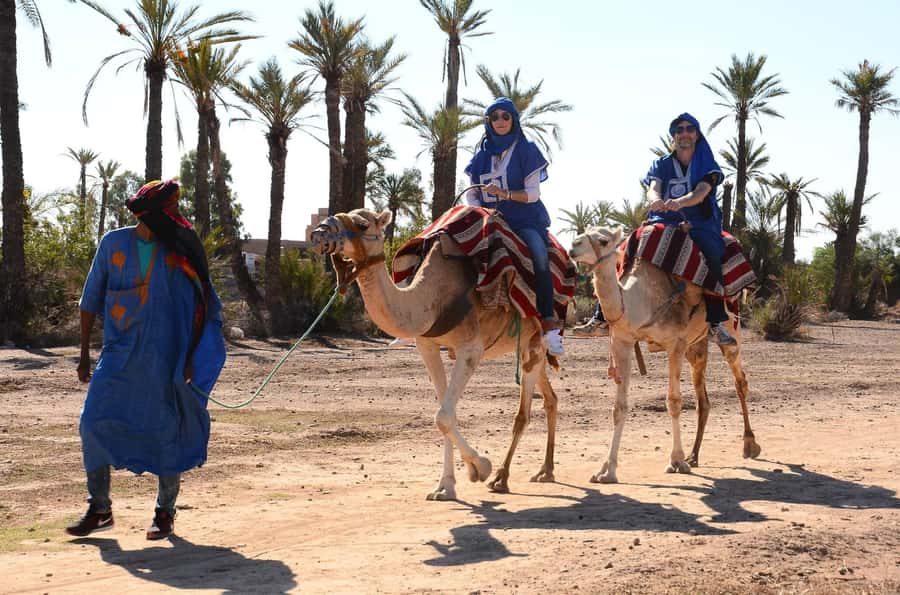 From Marrakech: Camel ride in the oasis palmeraie Grove - Practical Tips to Get the Best Version of This Ride