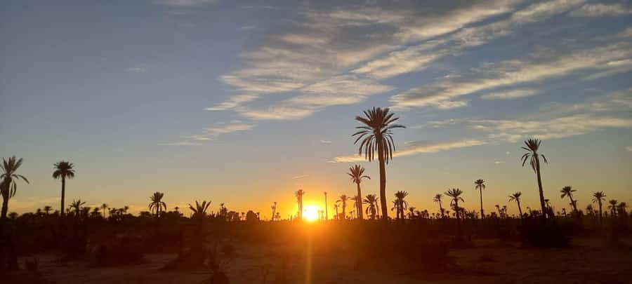 From Marrakech: Camel ride in the oasis palmeraie Grove - Hotel Pickup Details That Can Make or Break the Experience