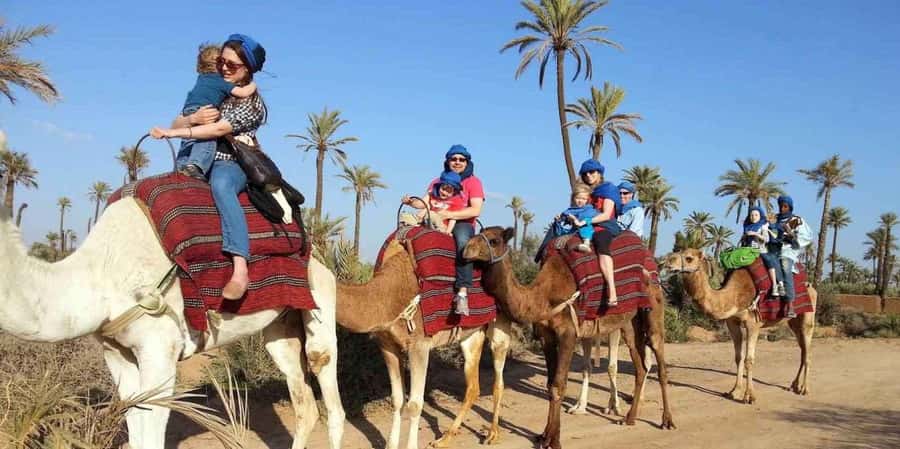 From Marrakech: Camel ride in the oasis palmeraie Grove - Price and Value: Is $18 per Person Worth It?