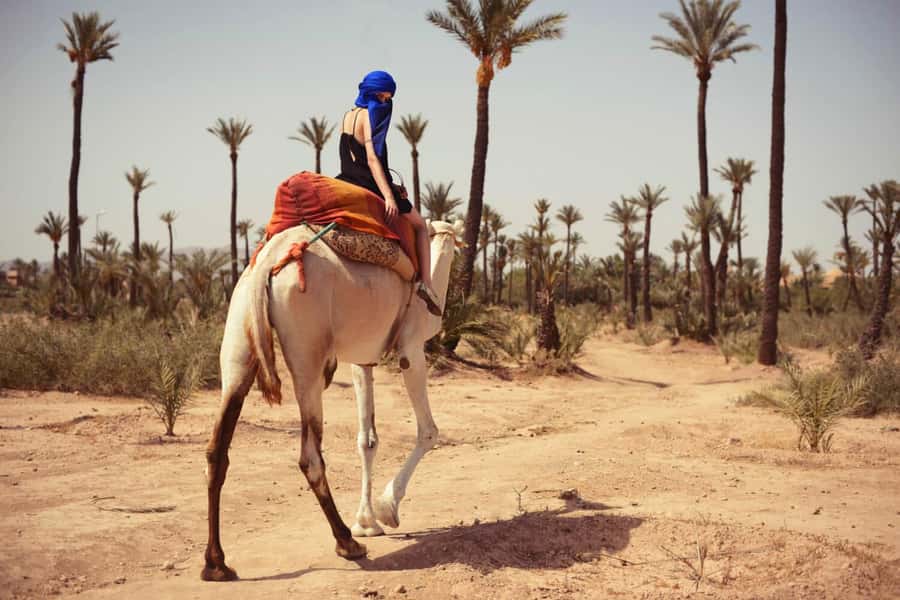 From Marrakech: Camel ride in the oasis palmeraie Grove - Who This Palmeraie Camel Ride Is Best For
