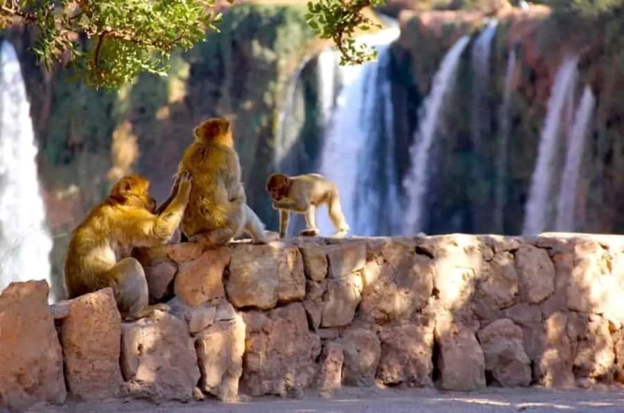 From Marrakech: Day Tour to Ouzoud Waterfalls - Key highlights you should know before you go