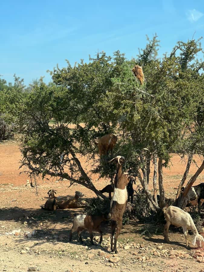 From Marrakech: Day Trip to Essaouira with Transfers - Marrakech to Essaouira, the real reason it works