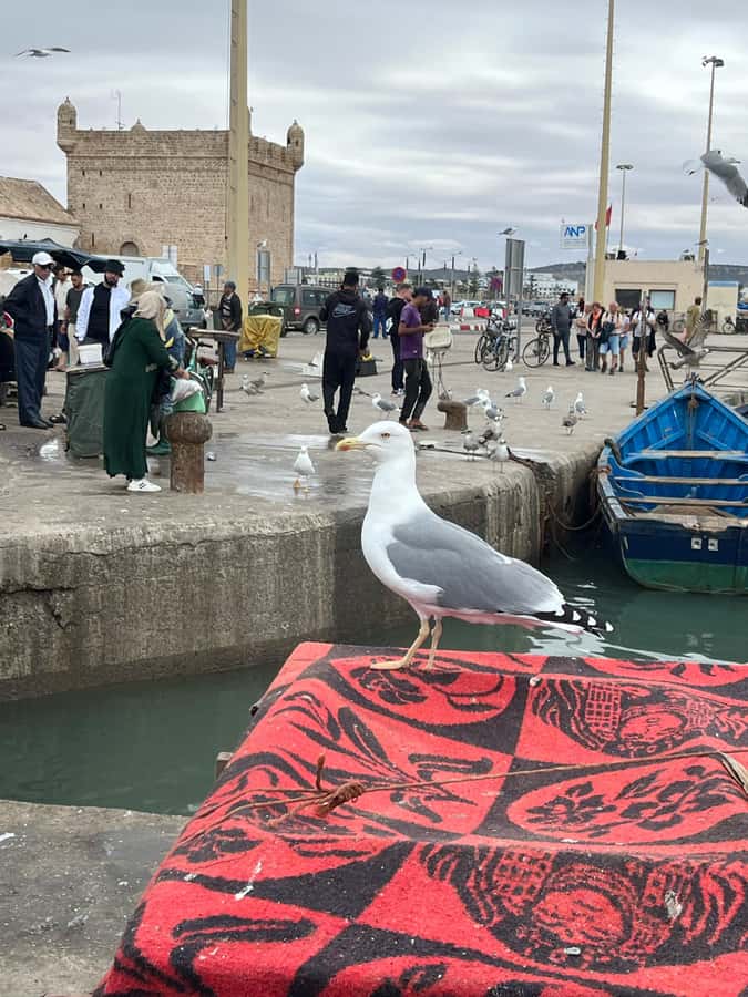 From Marrakech: Day Trip to Essaouira with Transfers - The drive south: coffee, villages, and the argan forest transition