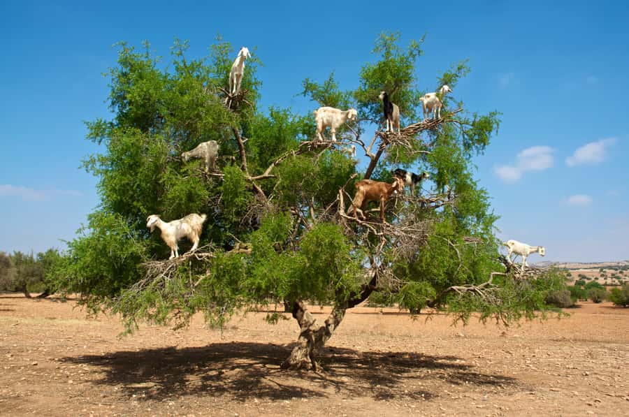 From Marrakech: Essaouira & Atlantic Coast Full-Day Trip - Argan Oil and the Women Co-op Stop: What You’ll Actually See