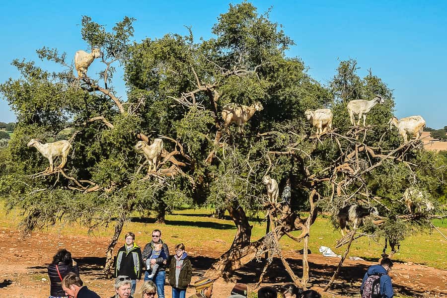 From Marrakech: Essaouira Day Tour with Optional Activities - Morning Pickup and The Shared-Ride Reality Inside Marrakech