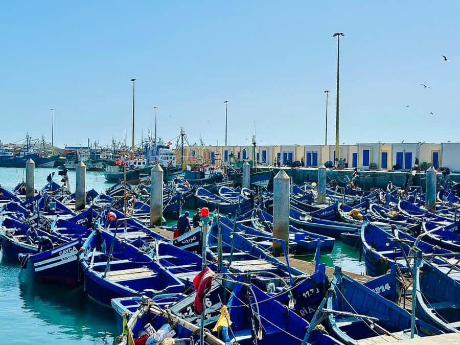 From Marrakech: Essaouira day Trip with camel, horse & quad - Road Time, AC, and Why This Day Feels Tight