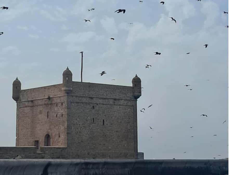 From Marrakech: Essaouira day Trip with camel, horse & quad - Optional Camel, Horse, or Quad: Fun, but Keep It Short