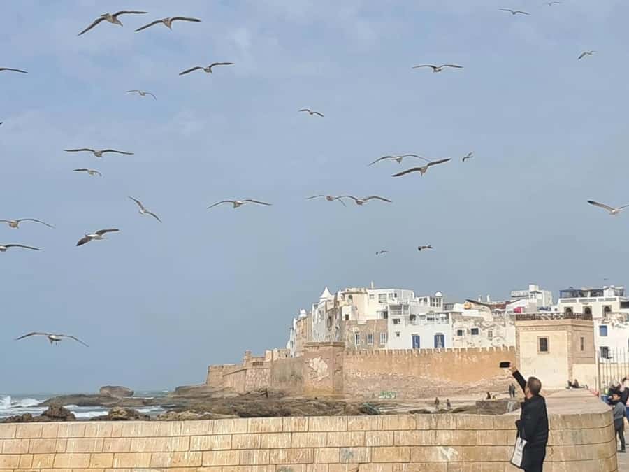 From Marrakech: Essaouira day Trip with camel, horse & quad - Who This Day Trip Suits Best