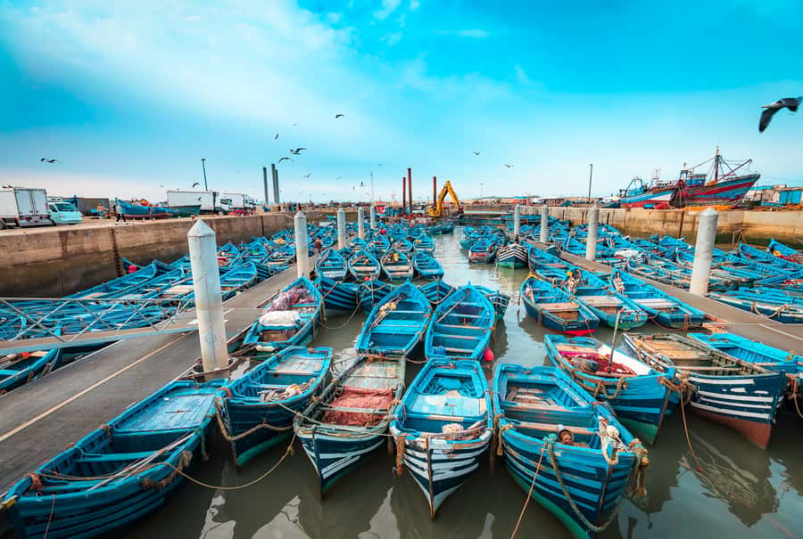 From Marrakech: Essaouira Private Full-Day Trip - Lunch and Drinks: How to Plan Your Food Without Getting Stuck