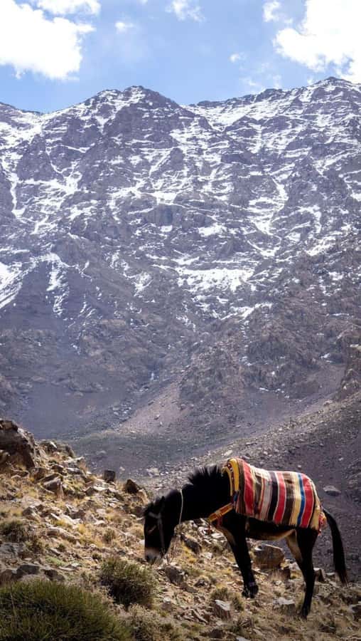 From Marrakech: Full-Day in the Atlas Mountains with Lunch - Lunch in a family house: where the day becomes personal