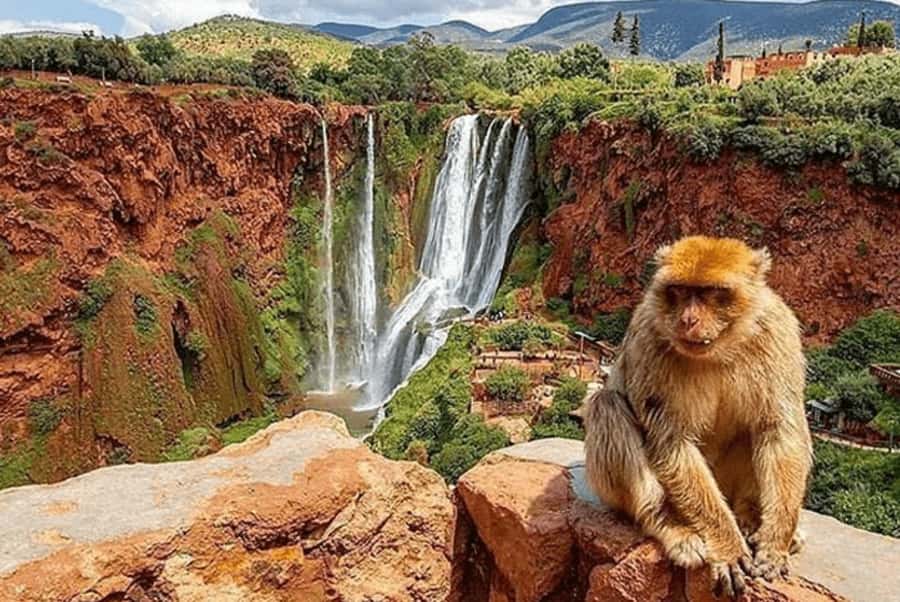 From Marrakech: Guided Ouzoud Waterfalls Tour with Boat Ride - Key things that make this tour a win
