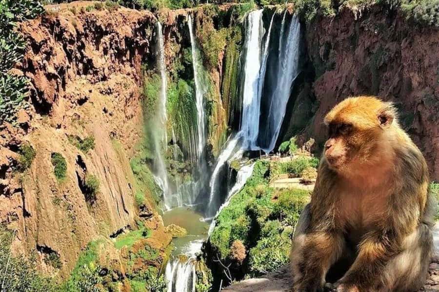 From Marrakech: Guided Ouzoud Waterfalls Tour with Boat Ride - The guided hike and your free time: how to get the best photos without rushing