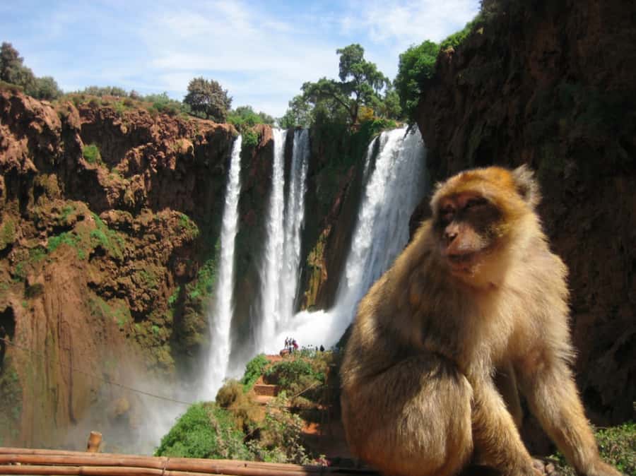 From Marrakech: Ouzoud Waterfall Local guide & Boat Ride - Walking the 110-Meter Falls: Where the Views Hit