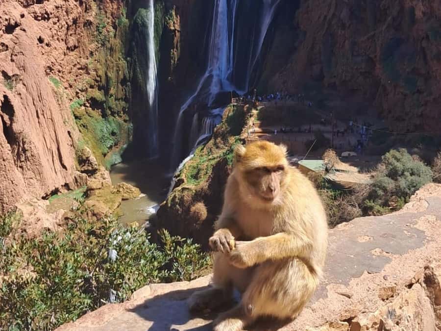 From Marrakech:Ouzoud Waterfalls Day Trip with Boat Tour - Key things you will love about Ouzoud from Marrakech