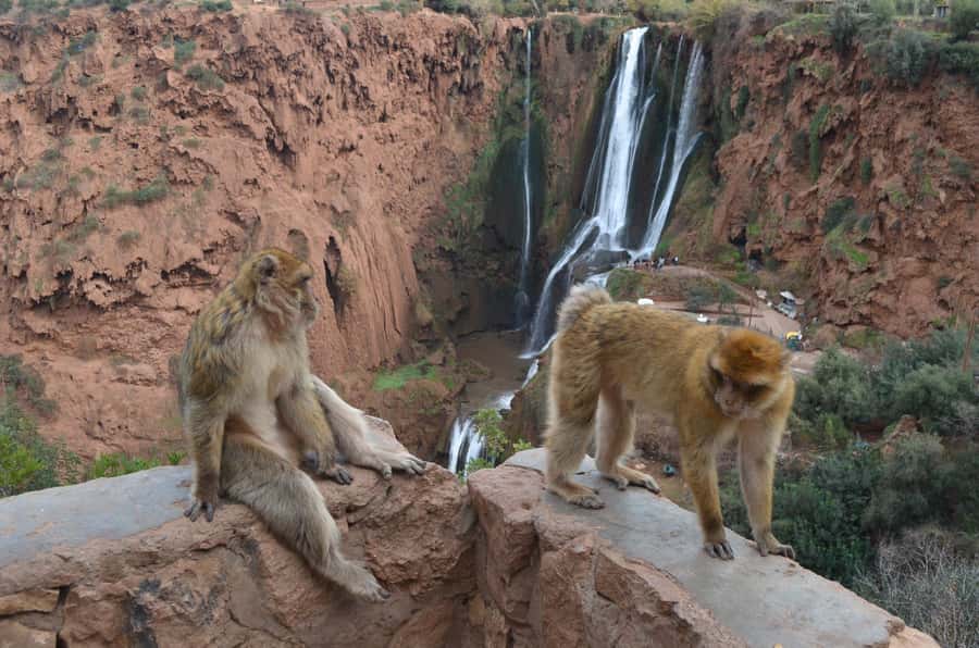 From Marrakech: Ouzoud Waterfalls Guided Hike and Boat Tour - Should you book this Ouzoud Waterfalls day trip from Marrakech?