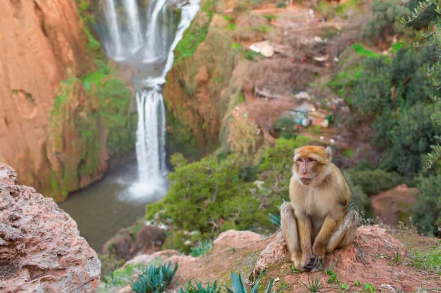 From Marrakech: Ouzoud Waterfalls Guided Hike and Boat Tour - Price and options: where the $12 goes, and what extra you should expect