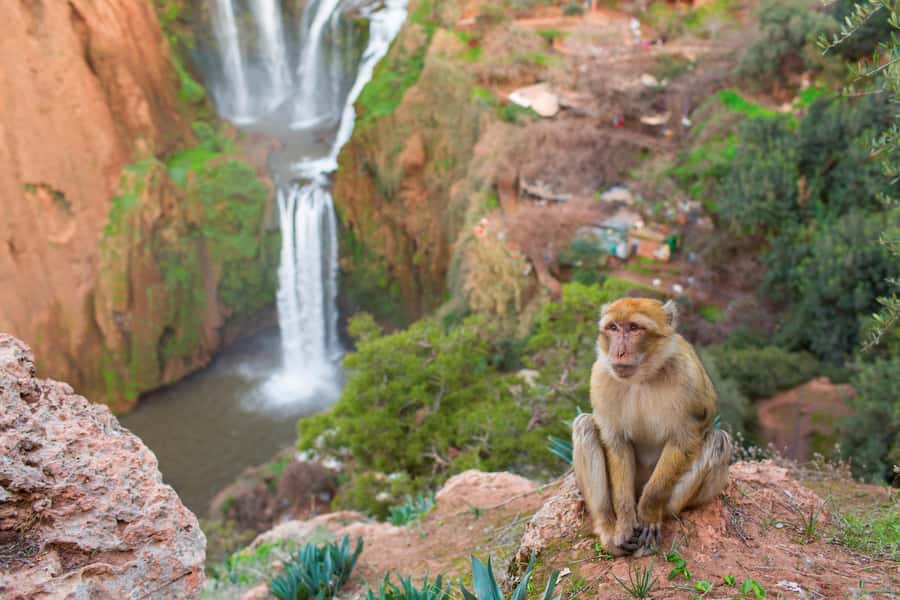 From Marrakech: Ouzoud Waterfalls Guided Tour and Boat Ride - The quick cafe stop: small break, big payoff