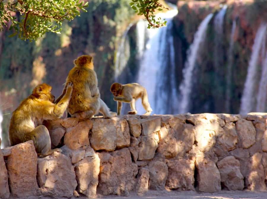From Marrakech: Private Ouzoud Falls & Boat Ride Day Trip - From Marrakech to Ouzoud, what makes this day trip work