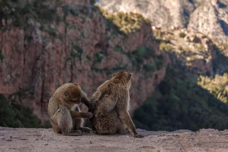 From Marrakech: Private Ouzoud Falls & Boat Ride Day Trip - Timing reality check: how the day usually feels
