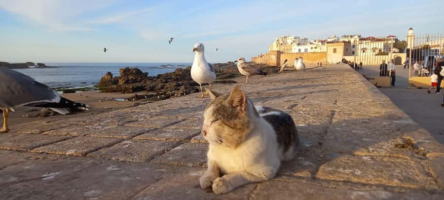 From Marrakech: Small Group To Essaouira & Medina Day Trip - Key Points Worth Your Time