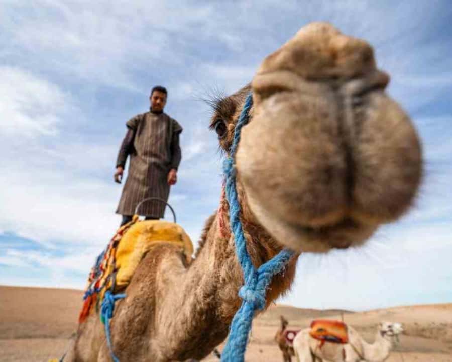 From Marrakech: Sunset Camel Ride in the Agafay Desert - Who this tour is best for (and who should rethink)