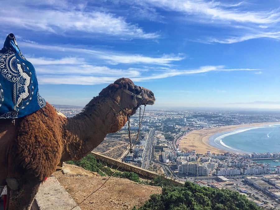 From Marrakech to Agadir Private Day Trip with Lunch - Price and value: what you get for $94 per person
