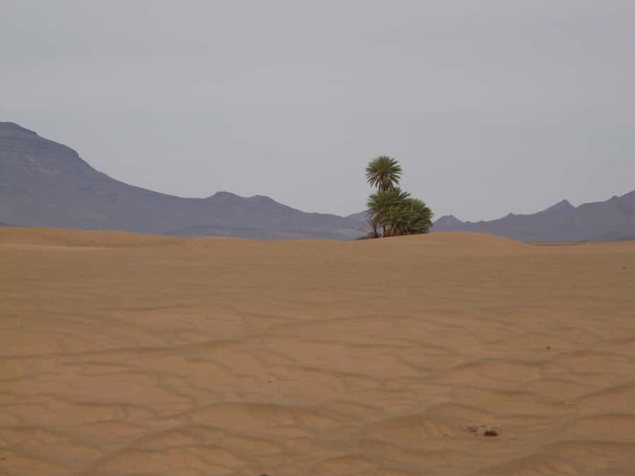 From Marrakesh: 2-Day Desert Zagoura Tour - The First Camel Trek Into the Dunes and Your Berber Camp Night