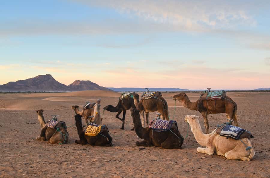 From Marrakesh: 2-Day Desert Zagoura Tour - What to Expect On the Ground: Comfort, Group Size, and Realistic Desert Depth
