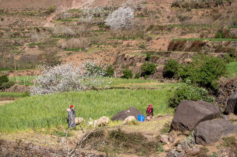 From Marrakesh: Atlas Mountains Talamrout Summit Day Hike - Difficulty level: moderate on paper, real work on the trail