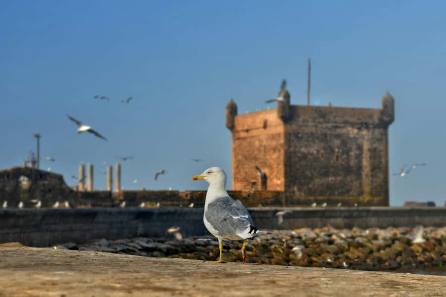 From Marrakesh: Small Group To Essaouira With Opt Activities - The argan oil co-operative: what you’re really seeing