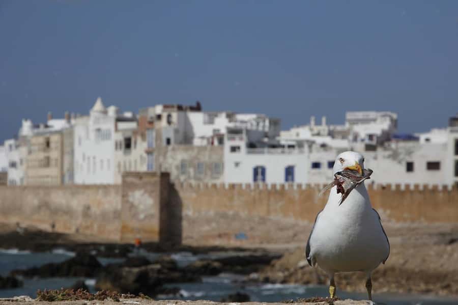 From Marrakesh: Small Group To Essaouira With Opt Activities - Exploring the straight streets of the medina, without rushing