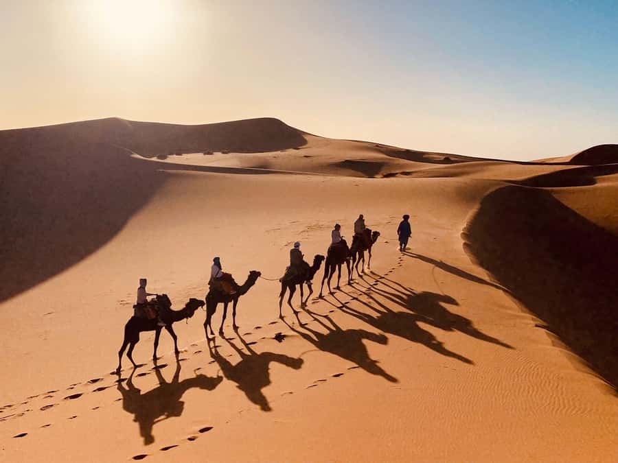 From Merzouga: Overnight Camel Trek over Erg Chebbi Dunes - What you might spot along the way: flamingoes and desert life