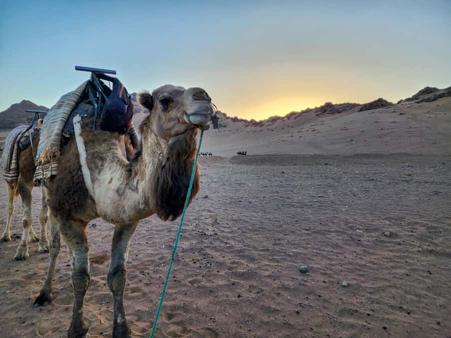 From Ouarzazate: 2-Day Excursion to Zagora Desert - Who should book this Zagora desert excursion