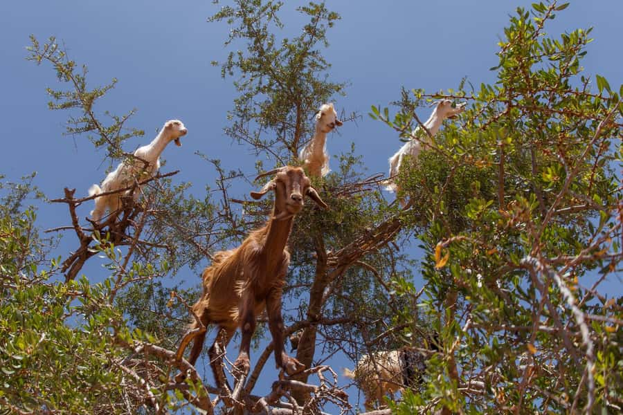 From Taghazout/Agadir: Taroudant and Tiout Day Trip & Tajine - Spotting the Flying Goats before Taroudant